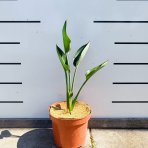 Strelícia kráľovská (Strelitzia Reginae) ´MANDELA´S GOLD´ - výška 20-40 cm, kont. C3L